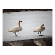 Cygnes se toilettant au bord de l'eau photographie