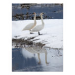 Cygnes vigilants photo sur toile