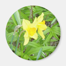 Daffidils ! aimant pour réfrigérateur