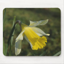 Daffoldil couvert de rosée tapis de souris