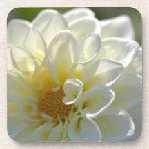 Dahlia blanc sous-bocks