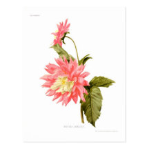 Dahlia 'Loreley Carte Postale