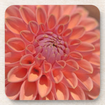Dahlia orange et rose sous-bocks