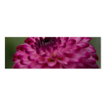 Dahlia pourpre carte de visite