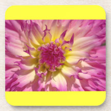 Dahlia pourpre et jaune sous-bocks