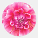 Dahlia rose autocollant rond
