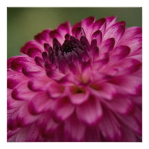 Dahlia rose • Carte/invitation carrées
