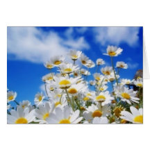 Daisy Field Wenskaart