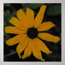 Daisy Poster