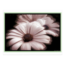 daisys carte postale