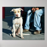 Dakloze Man & Hond #2 Poster