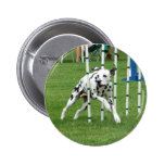 Dalmate de tissage d'agilité badges