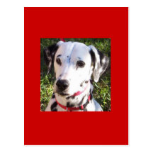 dalmation cartes postales