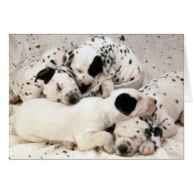 Dalmation_Puppies Carte De Vœux