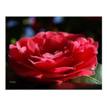 Dame Camellia Wens Kaart