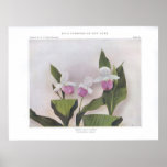 Dame-Pantoufle voyante - reginae de Cypripedium Posters