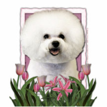 Dank u - Roze Tulpen - Bichon Frise Acryl Uitsnede