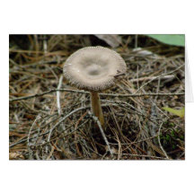 Dans la forêt carte de vœux