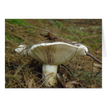 Dans la forêt cartes de vœux