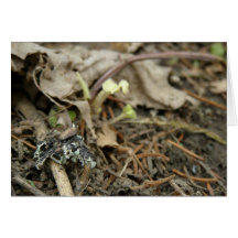 Dans la forêt cartes de vœux