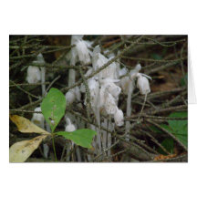 Dans la forêt cartes de vœux