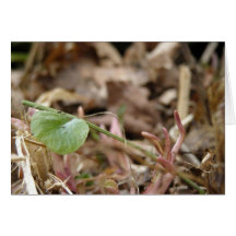 Dans la forêt cartes de vœux