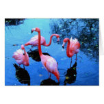 Danse de flamants cartes de vœux
