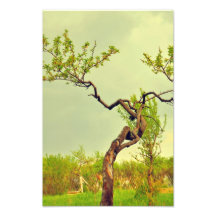 D'arbre étrange photographe