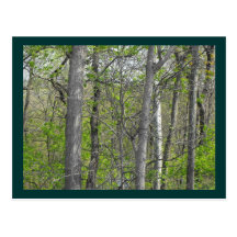 ~ d'arbres de ~ cartes postales