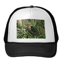 Dates dans les arbustes casquette