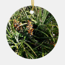 Dates dans les arbustes décoration pour sapin de noël