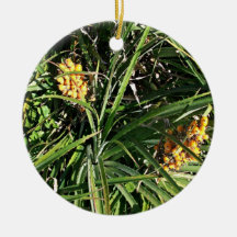 Dates dans les arbustes ornements