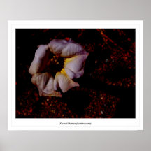 Datura sacré (luminescent) posters