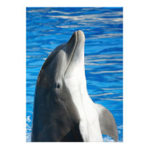 Dauphin de Bottlenose Faire-parts