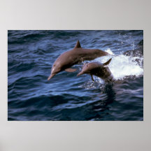 Dauphin de fileur poster
