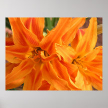 Daylillies2- copie affiches