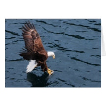 De adelaar van Alaska op water Wenskaart