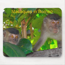 De Apen van Macaque in Borneo Muismat