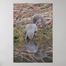 De Bezinningen van naturen Afdruk