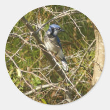 De blauwe Ornithologie van de Vlaamse gaai Sticker