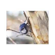 De Blauwe Vlaamse gaai van de winter Stretched Canvas Print