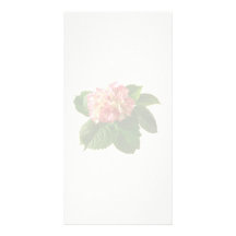 De bleke Hydrangea hortensia van de Perzik en van  Foto Wenskaarten