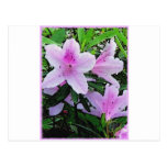 De bloei van azalea's wens kaart