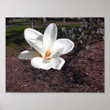 De Bloei van de lente Plaat