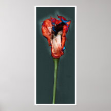De Bloem van de hartstocht #5 Plaat