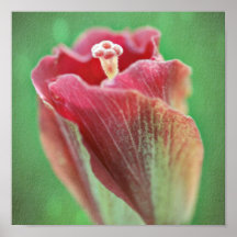 De Bloem van de hibiscus Posters