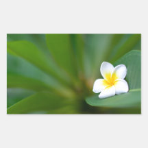 De bloem van Frangipani Rechthoek Sticker