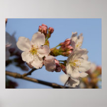De Bloesem van de boom Poster