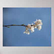 De Bloesems van de kers Posters