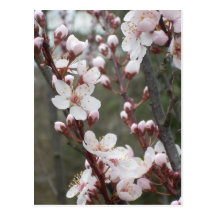 De Bloesems van de pruim Wenskaarten
